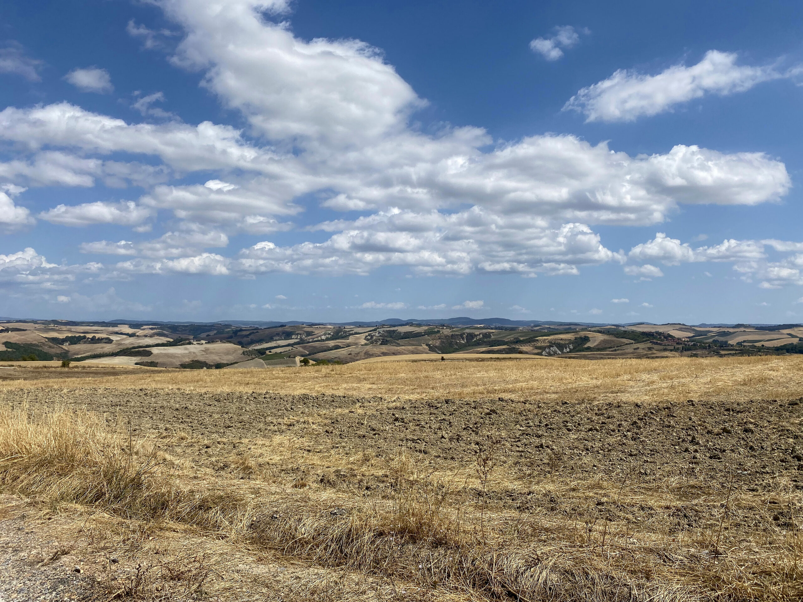 Yellow fields of Tuscany 1